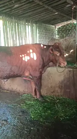 assalamualaikum siap buat Qurban harga 28,5 
