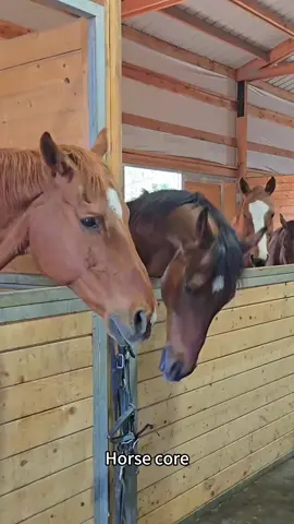 Horse core #fypシ゚viral #horsesoftiktok #funny #cutebaby #catsoftiktok #horses#longervideos #animals#usa#usa🇺🇸 