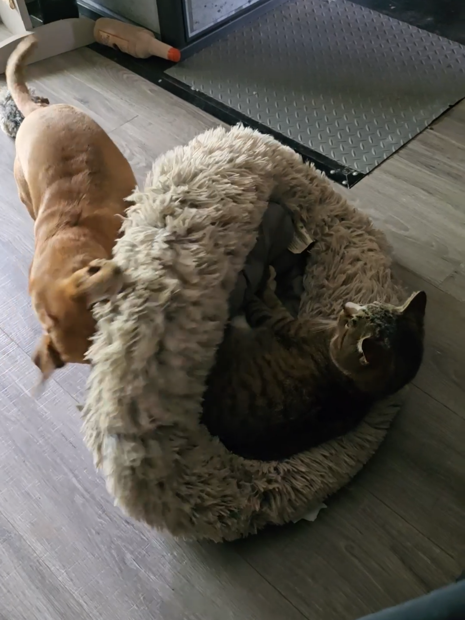 Bed wars: Load, Flip, Repeat #narrowayhomestead #theoneandonlyminion #farmdog #narrowaycats #bedwars