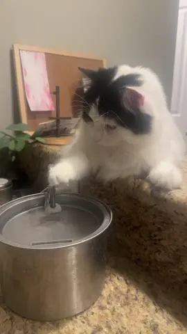 He loves to play with this thing  🤣#catfountains #catwaterfountain #gogetone 