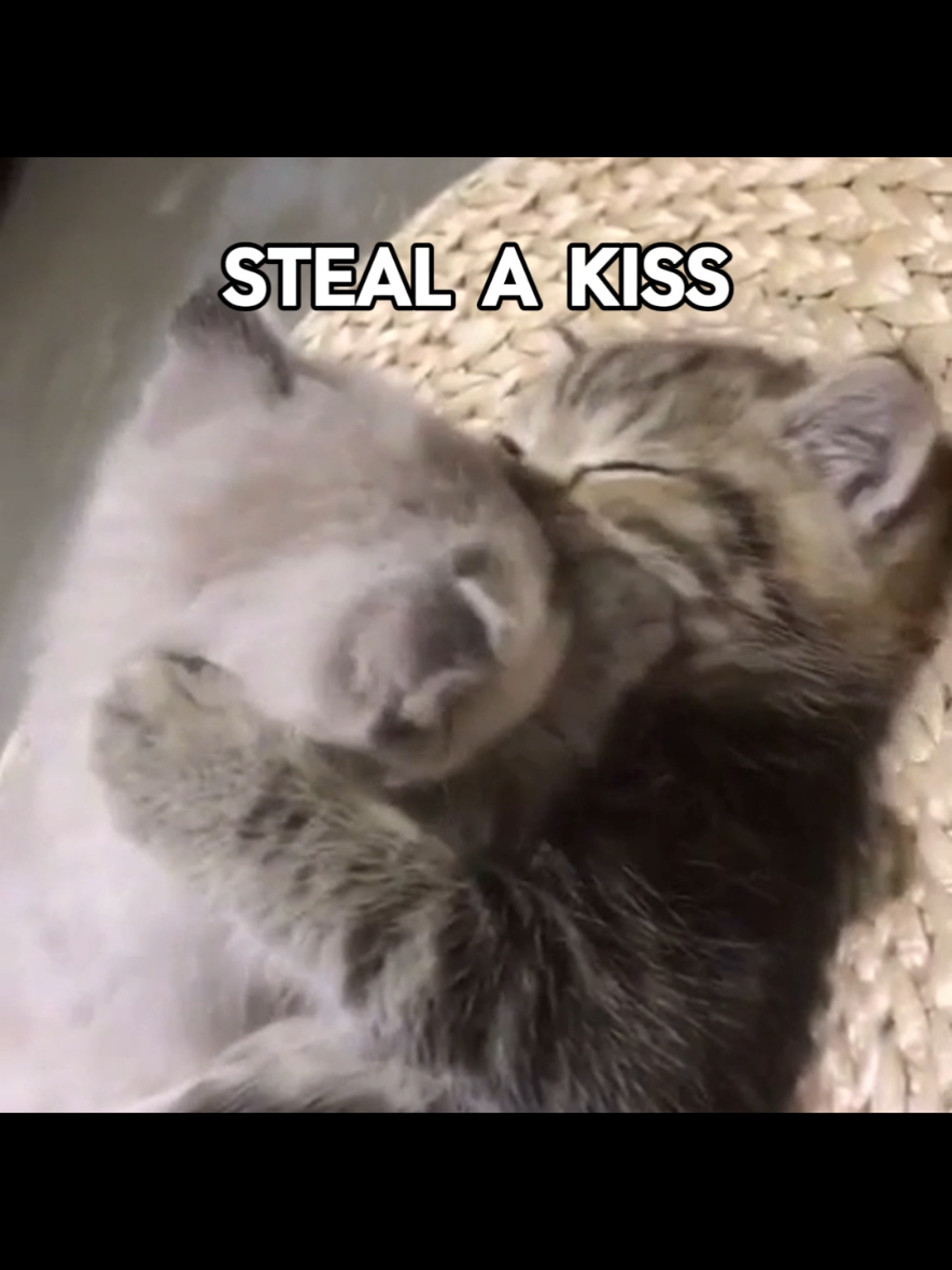 I wish cars were real #catcore #catlovers #lyrics 