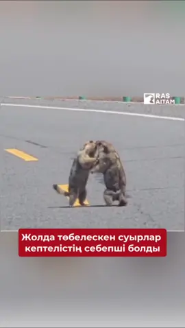 Желіде екі суырдың төбелескені таспаланған видео пайда болды. Кеміргіштер бір-бірін жеңу үшін артқы аяқтарымен тұрып айқасты. Бұл туралы Life.ru басылымы хабарлайды. Видеодан қай суырдың жеңіп жатқанын анықтау мүмкін емес. Екеуі бір-бірін “тамақтан алып” әлек. Кеміргіштер осы әрекеттерімен Хайси-Моңғол-Тибет тас жолындағы кептелістің себепшісі болған. Видео авторы мұндай суырларды шаршы алаңғы шығаруға болатынын айтып жұртты күлдірді. Мұнымен қатар, олардың не үшін төбелескендері белгісіз болып отыр.