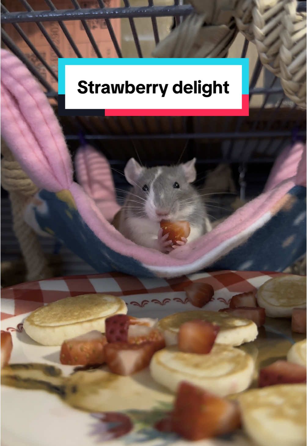 She’s a strawberry delight 🥰 Featuring Marie Curie, one of our new personal adoptees 💜 #ratsoftiktok #cuterats #pocketpuppies #adoptdontshop #fancyratsoftiktok #rattok #animalrescue #animalrescuer 