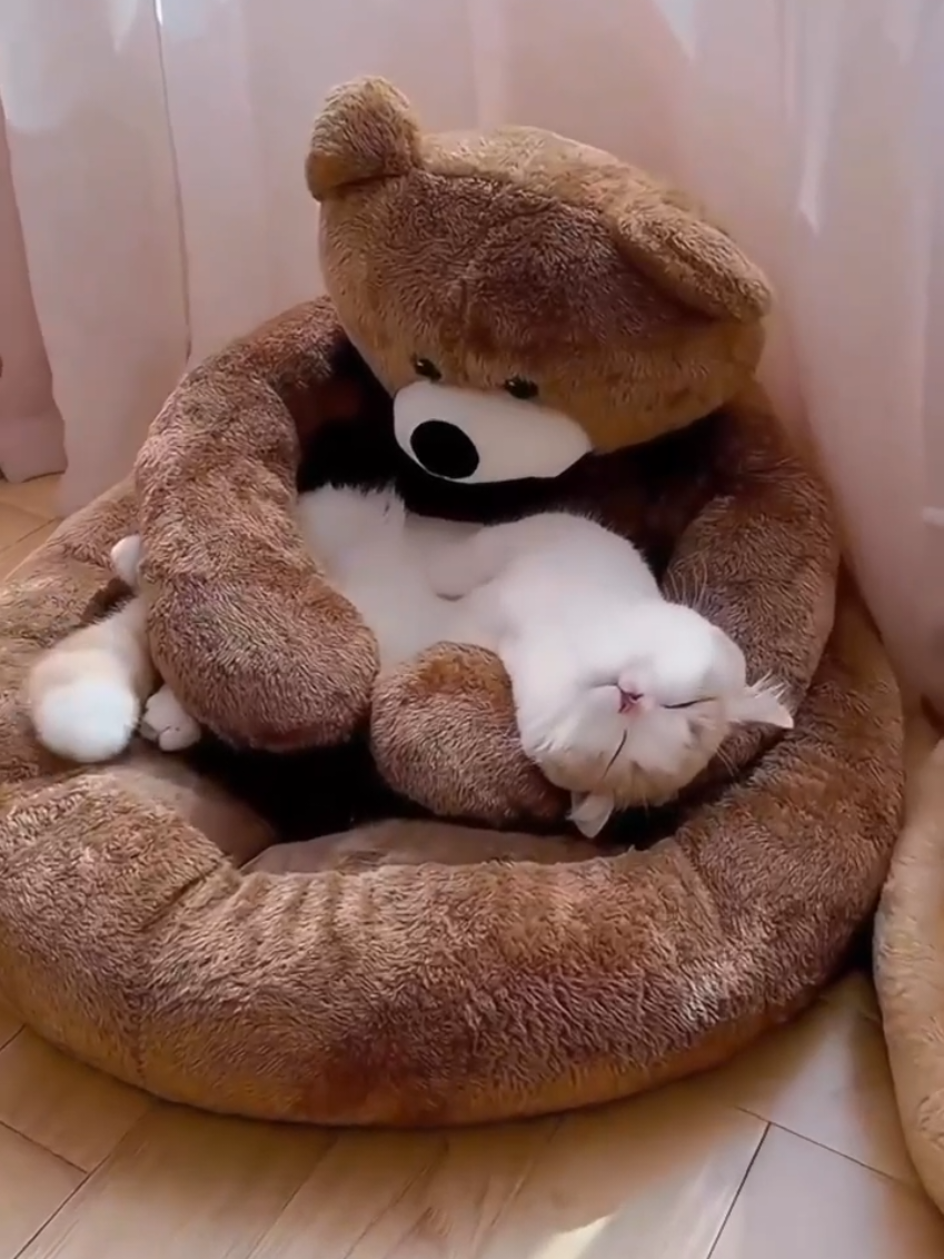 Dê uma olhada em Caminha Pet Ursinho De Pelúcia Macia Para Cachorros E Gato por R$107,99. Compre na Shopee agora! https://s.shopee.com.br/LadRxlhul