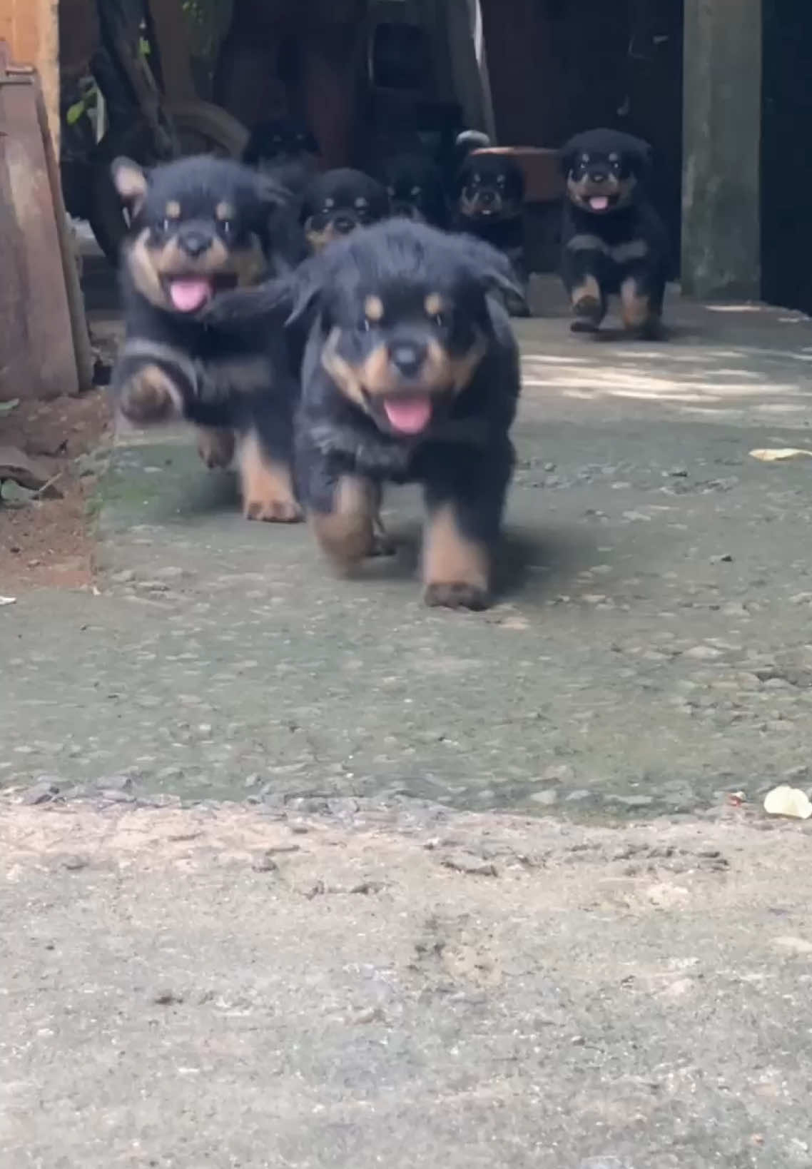 සුටි පාතාලේ😂😂 #kegalle #dogsoftiktok #dog #rottweiler #viral #creatorsearchinsights #cute #puppies #foryou #highlight 