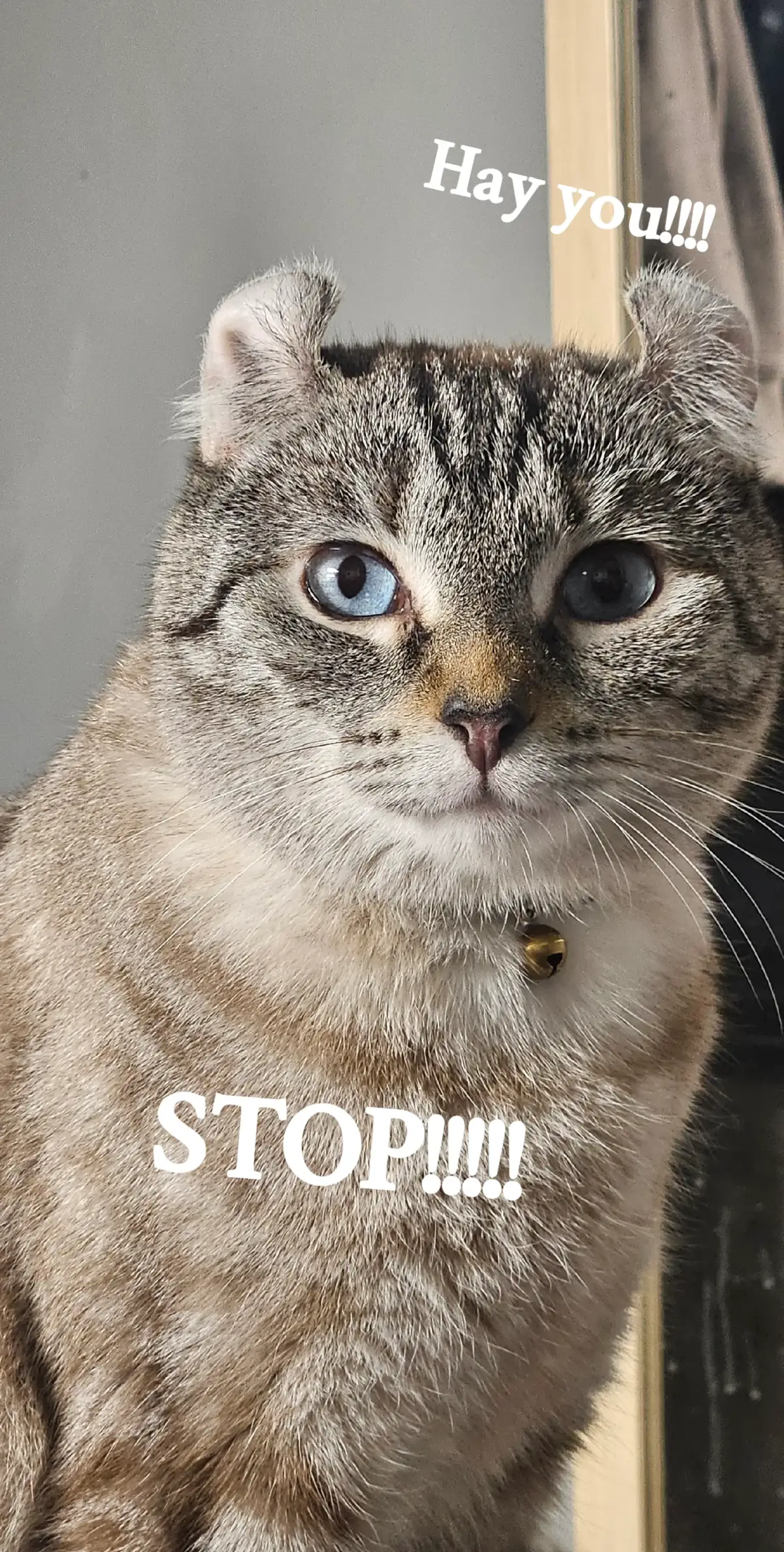 #snifftestapproved #snifftestchallenge #snifftest #cat#catsoftiktok #foryou #foryoupage #fyp #funny #cat #ohnonononoo #flop #void #failedtest #youshouldknow #yoursign #yourturnchallenge #yourmom #youreinvited #yourewelcome #youaremyhome♥️ #funny #myfavperson #youarwallineed 