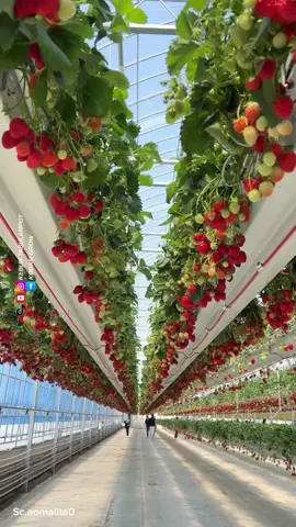 Kebun Strawberry Sangat Cantik dan Menarik #kebunbuah #pertanian #tipsberkebun #fyi #reels #trikpintar 