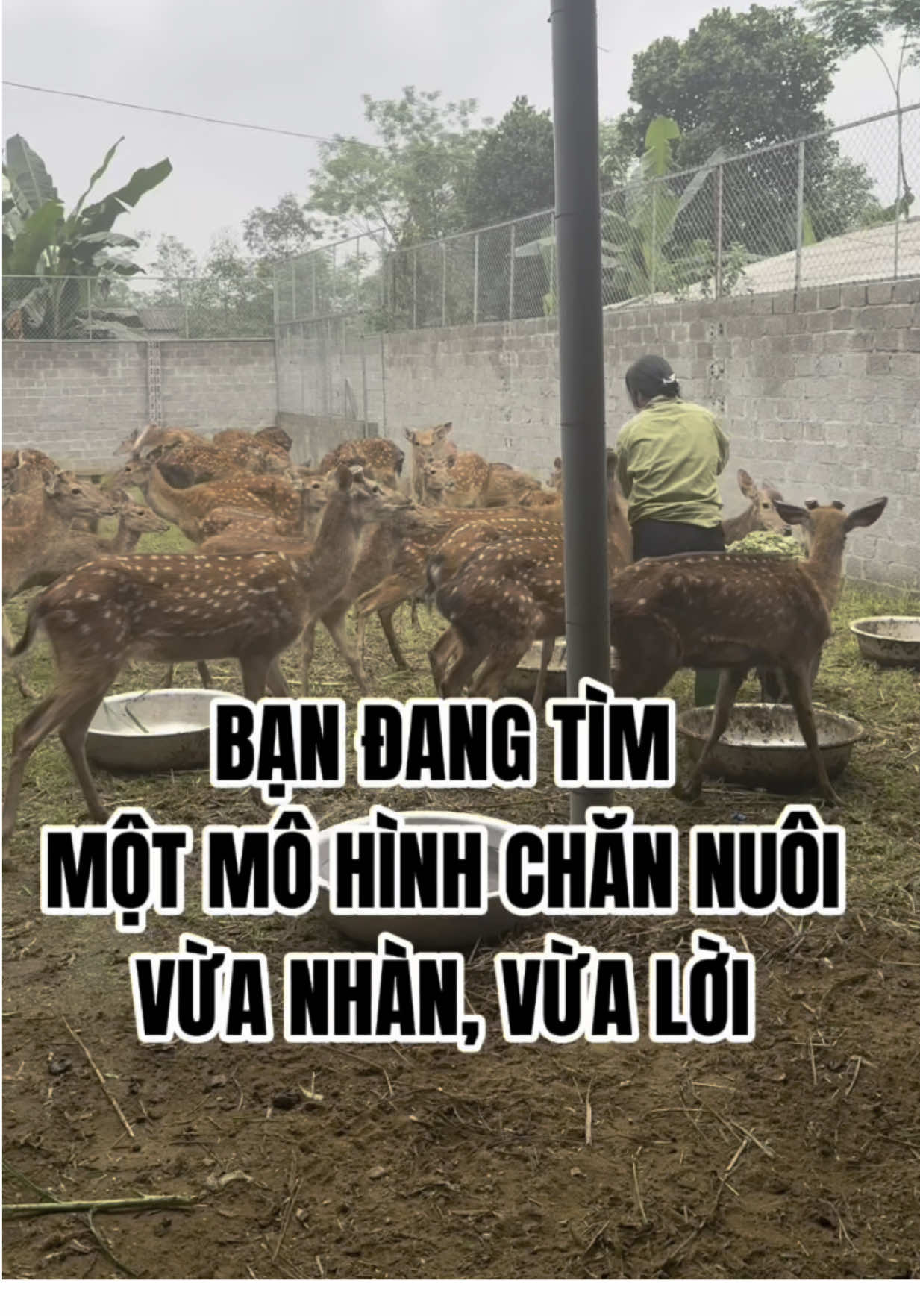 Mô hình chăn nuôi vừa nhàn vừa lời.... #nuoihuou #chuongtrai #khoinghiepque #nongsanviet #nhunghuoitaybac #xuhuong #huousao #LearnOnTikTok #nhunghuou 