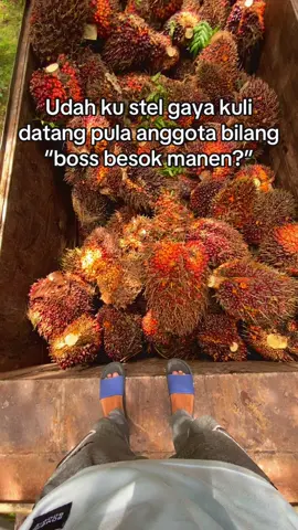 🥲#sawit #fyppp #petanimuda #anakpetanisawit #storysawit #petunjukmugrup 