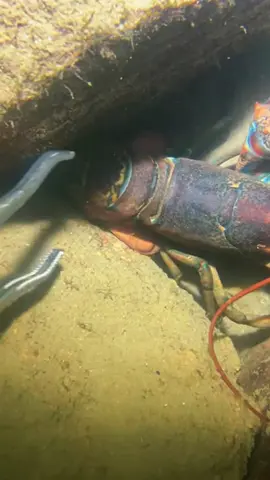 #diving #crab #catchthesea #seaside #seafood #fish #eel #lobster #seangsolofishing