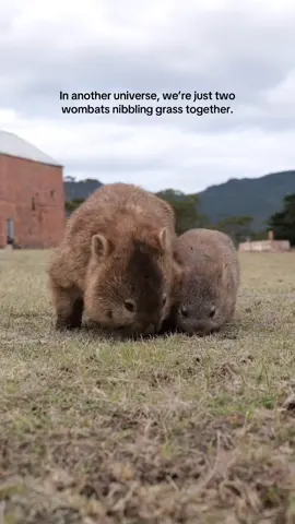 Wombats that graze together, stay together. 📍Maria Island National Park, IG/ @eastcoasttasmania 🎥 @roz_and_loz #DiscoverTasmania    Safety info/pinned comment: ⚠️ Please keep a respectful distance from wildlife, so they can continue to be just that: wild.  Image Description: A large mother wombat nibbles grass beside her small baby wombat, moving slowly towards the camera at ground-level. Both are covered in brown fur, with beady eyes and squat legs. Behind them stands an old red-brick barn and some gumtrees.
