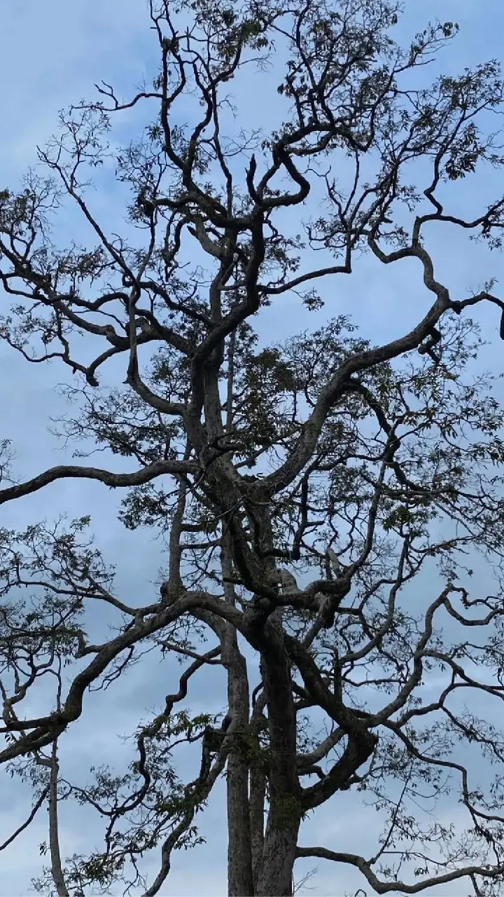 ginikan trendnya? ib @.justl____  #memorytree #trend #memory #tree #masukberanda #foryou #pemandangan #alam 