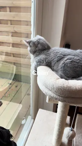 #SidandFred #kittens #kittenlove #catsoftiktok #cutecats #catmodels 