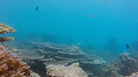 Terima kasih atas pesan Anda. Kami sedang tidak ada saat ini, tetapi akan merespons secepat mungkin. Harga private trip : 2 orang = Rp. = Rp. 850.000 / orang 3 orang = Rp. = Rp. 650.000 / orang 4 orang = Rp. = Rp. 600.000 / orang 5 orang = Rp. = Rp. 500.000 / orang 6 orang= Rp. 450.000 / orang 7 orang = Rp. 420.000 / orang 8 orang = Rp. 400.000 / orang 9 orang = Rp. 360.000 / orang 10-20 orang = Rp. 350.000 / orang 20-50 orang = Rp. 340.000 / orang 50-100 orang = Rp. 320.000 / orang opentrip PULAU HARAPAN Pulau harapan 🏝 2 hari 1 malam. Include : • Tiket kapal PP Marina - Ancol p.harapan • Asuransi • Life Jacket (Pelampung) • Air mineral • Jelajah Pulau • Homestay AC + TV 'Well come drink • Makan 3x • Alat snorkling lengkap • kapal jelajah & hopping • Camera underwater • Guide lokal • Barbeque BBQ • free nge vlog  Exclude: • pengeluaran pribadi • tips guide (sukarela) • penangkaran penyu & mangrove 10k