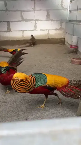 Red Golden Pheasant Males beautiful #beauty #expression 