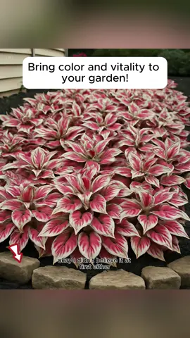 Transform our garden into a vibrant sea of colors! Explore these beautiful Caladium plants, whose brilliant colors and delicate leaves will bring unmatched vitality to your space.#RareHosta #PatrioticPlants #RedWhiteBlue #GardenStatement #PerennialGlow #PlantTok #TikTokGarden 