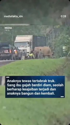 Patah hati terbesar seorang ibu melihat anaknya pergi selamanya, bahkan ibu gajah pun merasakan nya🍂💔 #fyp #fypviralシ #anakgajah🐘 