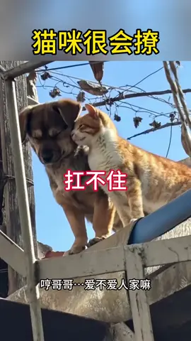 #搞笑 #配音 #可爱 #猫猫 #狗狗 