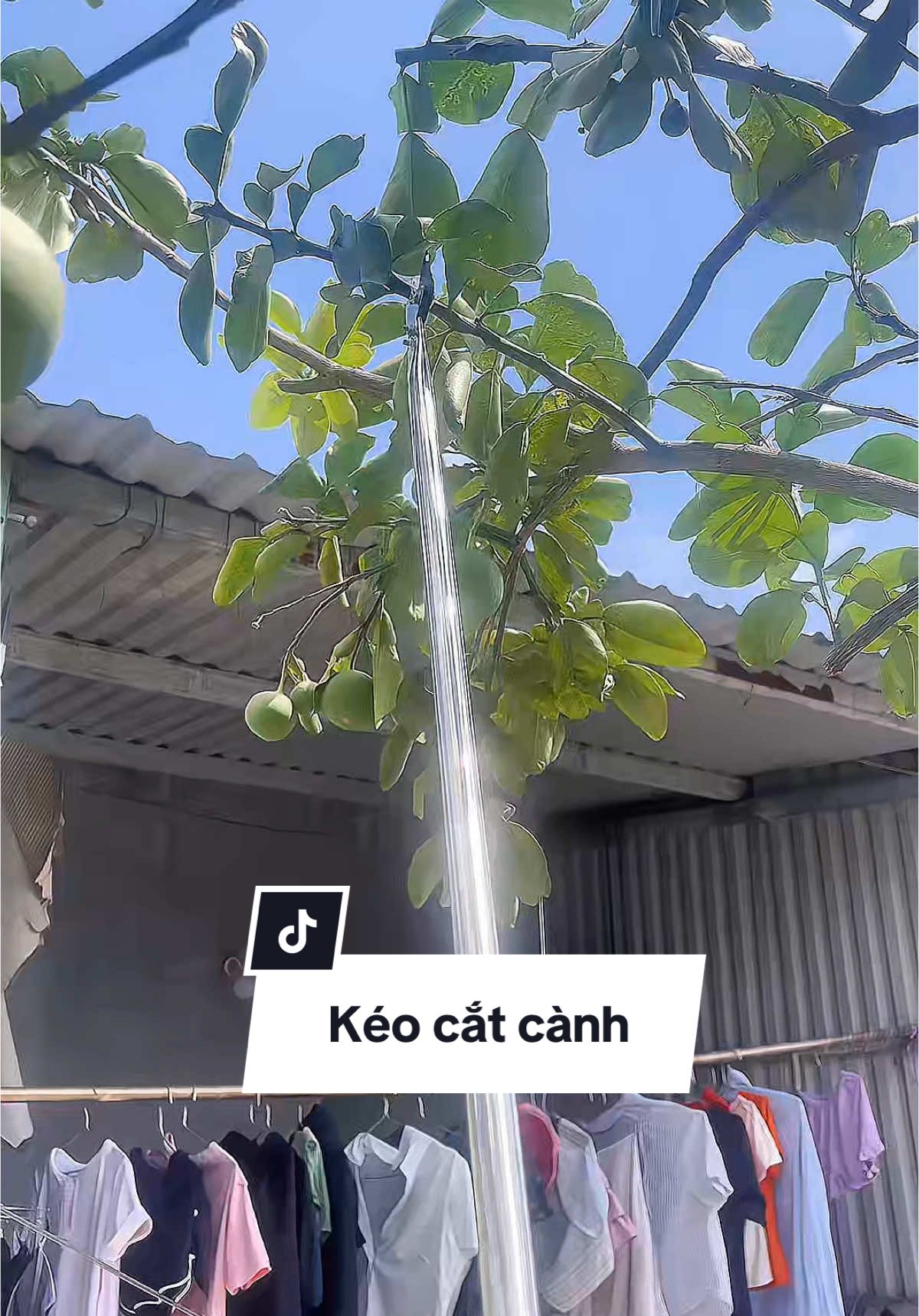 Kéo cắt tỉa cành cây trên cao. #keocatcanh #keocatcanhcaytrencao #keocatcanhcaycao 