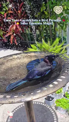 A beautiful  bird bath or feeder available  with or without the water feature in green or copper. #birdbathwithwater #birdbathwaterfeature #copperbirdbath #greenbirdbath #wildbirds #bluejaybirdbath #cardinalbirdbath #birdbathforcrowsdovesfincheshaws #yarddecor #landscapingideas #backyardfurniture #yardfurniture #outdooryarddesignideas #wildbirdfeeder #yarddecorationsideas #curbappeal #wildbirdwatching #ConSantanderConecto 