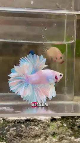 ada warna biru mudanya ada mawarna pinknya ada warna hijaunya masuknya warna apa yaa ???#cupangelitegenetic #bettafish #betta #bettalovers #cupangkontesindonesia #bettafishcare #bettamalaysia🇲🇾 #indonesia🇮🇩 #ikancupang #bettathailand🇨🇷 #ikanhias #ikancupangkft #ghanatiktokers🇬🇭🇬🇭🇬🇭 
