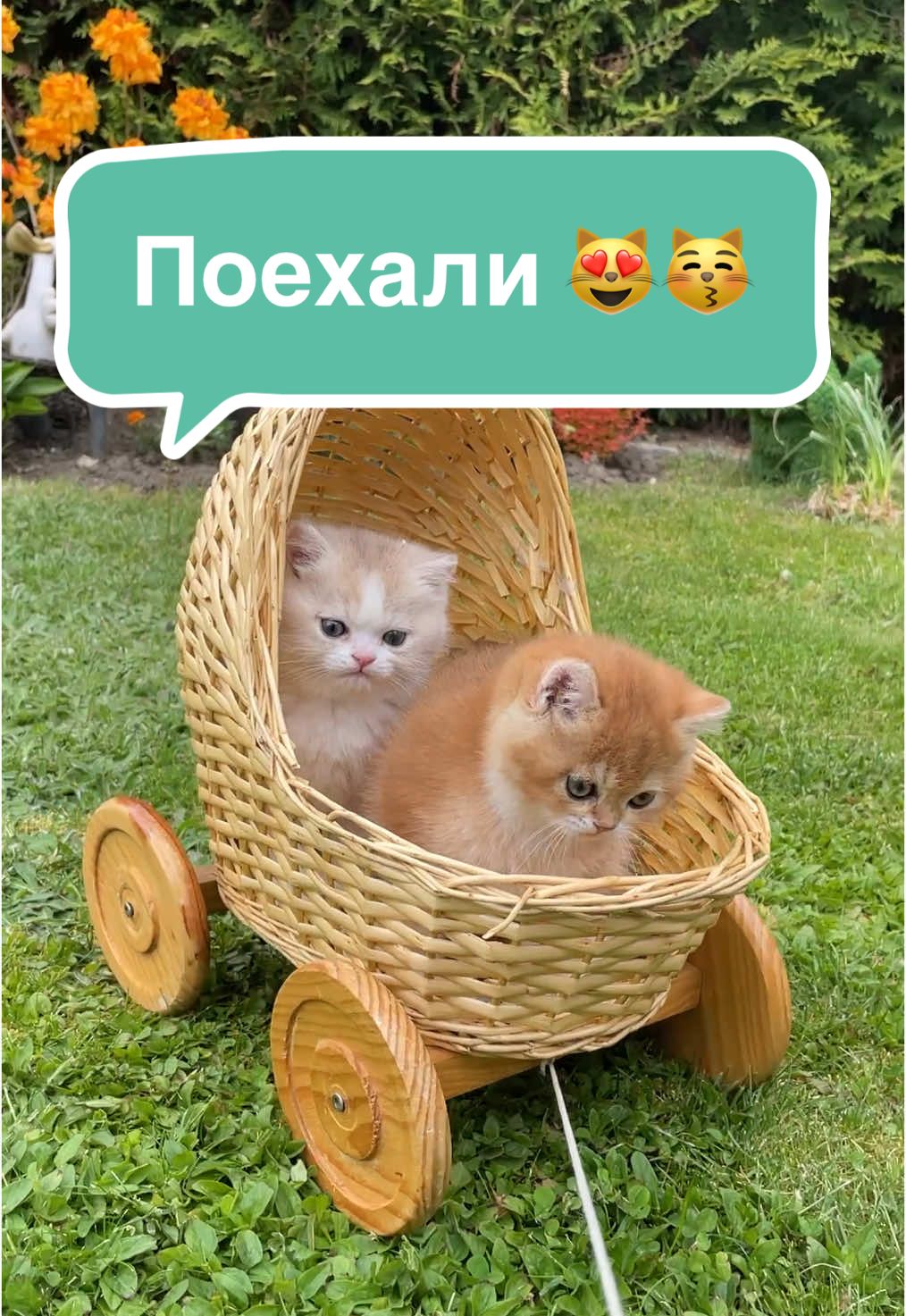 #котик#котики#котики🐈#котикисмешные#котикток#котикимилые#