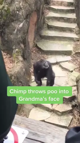 Funny animal poop #fyp #funnyvideos #funnydog #foryou #video #comedy #funny #zoo #🦍 #🦛