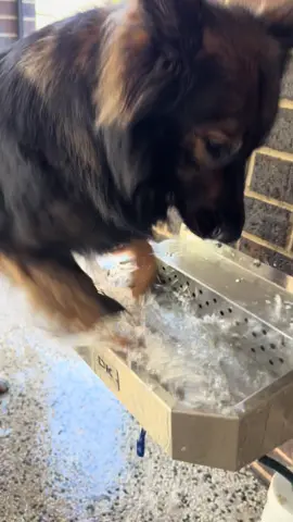 Mayhem doesn’t drink water, he assaults it with his face #germanshepherd #fyp #funny 