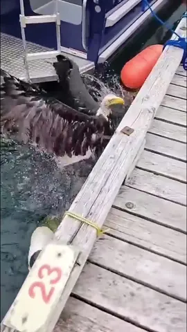 The Eagle’s Gratitude:A Tale of Rescue and Return #fyp #animals #eagles #healing #Love 