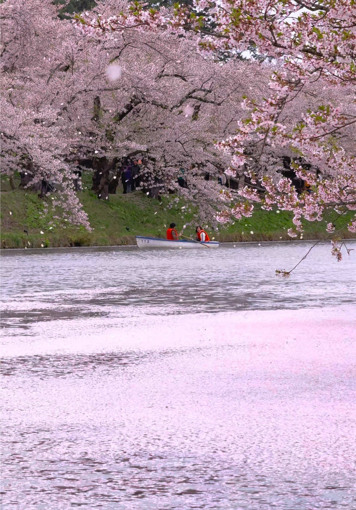 Japan's most Sakura spot🌸🏯🚣‍♀️ 📍Hirosaki Park / 弘前公園 🗾Aomori🇯🇵 雨の早朝、弘前公園の桜に癒されました☺️🌸 今年は、ずっと自分の目で見てみたかった日本三大桜の名所の一つ、弘前公園の桜を見ることができて嬉しかったです🥹‪ 日本一美しいと言われるほど画になる場所が多数あって本当に撮影が楽しかったです🥰 また動画にもある弘前城天守閣は、2025年の春がこの場所にあるのが最後だったので桜と一緒に見れて良かったです🏯 I was soothed by the cherry blossoms at Hirosaki Park on a rainy early morning☺️🌸 This year, I was glad to be able to see the cherry blossoms in Hirosaki Park, which is one of the three most famous cherry blossom viewing spots in Japan and something I had always wanted to see with my own eyes🥹‪ There were so many picturesque locations that it was said to be the most beautiful in Japan, and it was really fun to shoot there🥰 Also, the Hirosaki Castle tower, which is also shown in the video, will be in this location for the last time until the spring of 2025, so it was nice to be able to see it together with the cherry blossoms 🏯 ✼••┈┈┈┈••✼••┈┈┈┈••✼ ✔🗓2025 / 4 / 29 ▪️Beautiful places in japan🇯🇵 ▪️Please check out➴⡱@matcha_film ▫️𝙲𝚊𝚖𝚎𝚛𝚊:  iPhone15promax  ✼••┈┈┈┈••✼••┈┈┈┈••✼ #japan #japan🇯🇵#japantravel #japantrip #anime #japangram #cherryblossom #cherryblossoms  #aomori #hirosaki #hirosakipark #hirosakicastle #spring #sakura #rain #sakura #beautifuljapan #traveljapan #tripjapan #japan #ソメイヨシノ #桜 #弘前公園 #弘前 #青森 #青森県 #弘前城 #雨 #弘前市 #弘前さくらまつり #日本の風景 #弘前観光