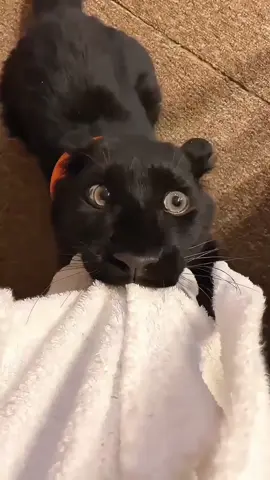 Black Panther Core #blackpanthers 😈💀 #panther#blackpanther#blackjaguar#bobaeyes #cutee