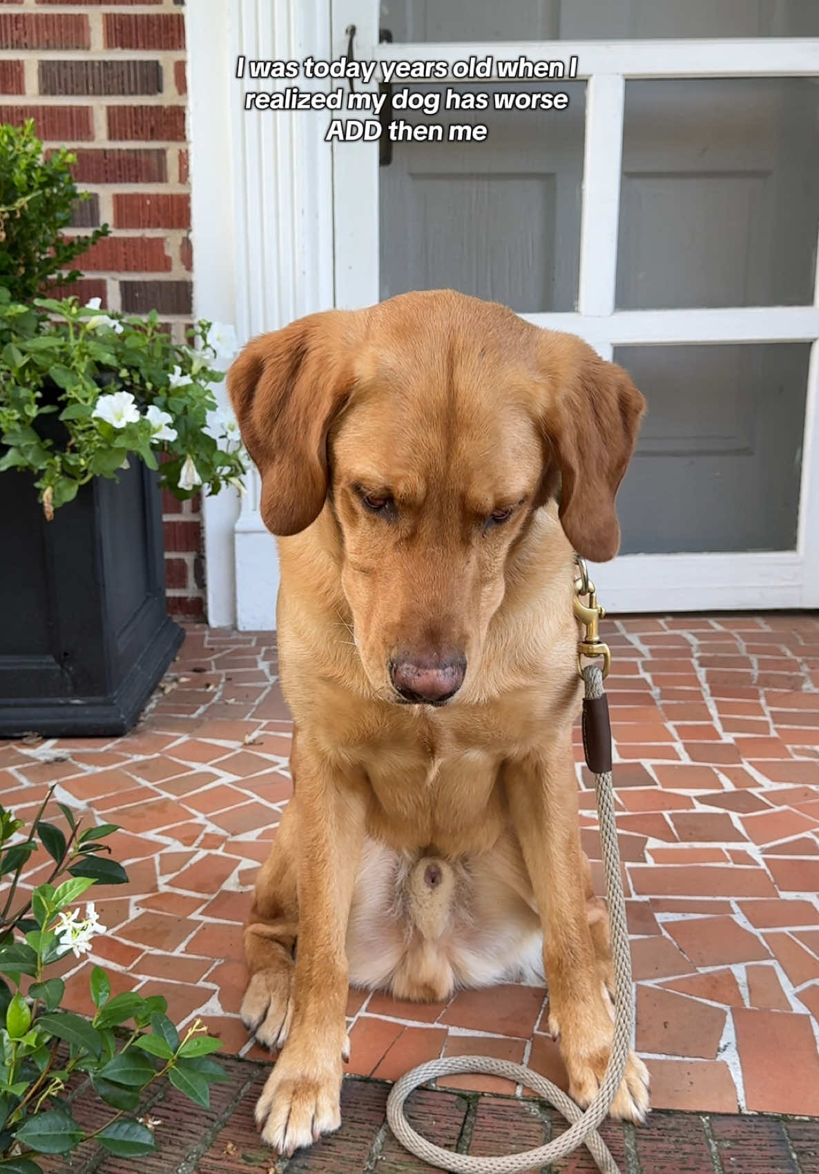 They say dogs take after their owners🤷🏽‍♀️ #dogs #dogsoftiktok @Purina Animal Nutrition @Chewy #labadorretriever #dogsoftiktokviral #dogsvideo 