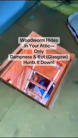 Dampness & Rot (Glasgow) Sees What Others Miss – Spot Woodworm Before It Spreads. A woodworm survey is a vital step for both property buyers and sellers, as undetected infestations can compromise structural timber, leading to serious safety concerns and costly repairs. For buyers, it’s a safeguard against unexpected expenses and hidden damage. For sellers, a clear survey builds trust, adds value, and can speed up the sale process. That’s why Dampness & Rot (Glasgow) is the trusted choice for expert woodworm surveys. We cover all areas of Glasgow, Edinburgh, Paisley as well as South Lanarkshire and North Lanarkshire, including East Kilbride, Hamilton, Lesmahagow. With a reputation for thorough surveys, we ensure any issues are identified and resolved early—safeguarding the structural integrity of your property and protecting your investment with confidence. To book a professional woodworm survey, visit us at www.damprot.com #woodworm #damp #attic #loft #timber #beetle #Home #healthyliving #homesweethome #glasgow #edinburgh #hamilton #rutherglen #cambuslang #paisley #lanarkshire #damage #repair #seller #buyer #survey #specialist #wood #beasties #light #property #propertyforsale 