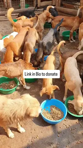#dogsoftiktok #dogsofuk 