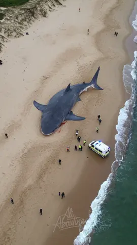 Massive Megalodon carcass washed ashore 🌊🦈