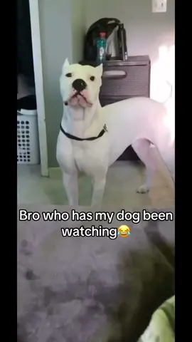 I have never seen my dog do this before😂 #it #movie #fyp #followme #trending #global 