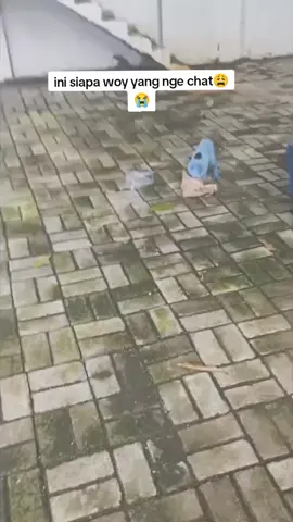 kucing Krisna no 1 di dunia 🗿🗿😩😭 #kucingtiktok #kucingviral #fyppppppppppppppppppppppp #fypシ゚ #lucu 