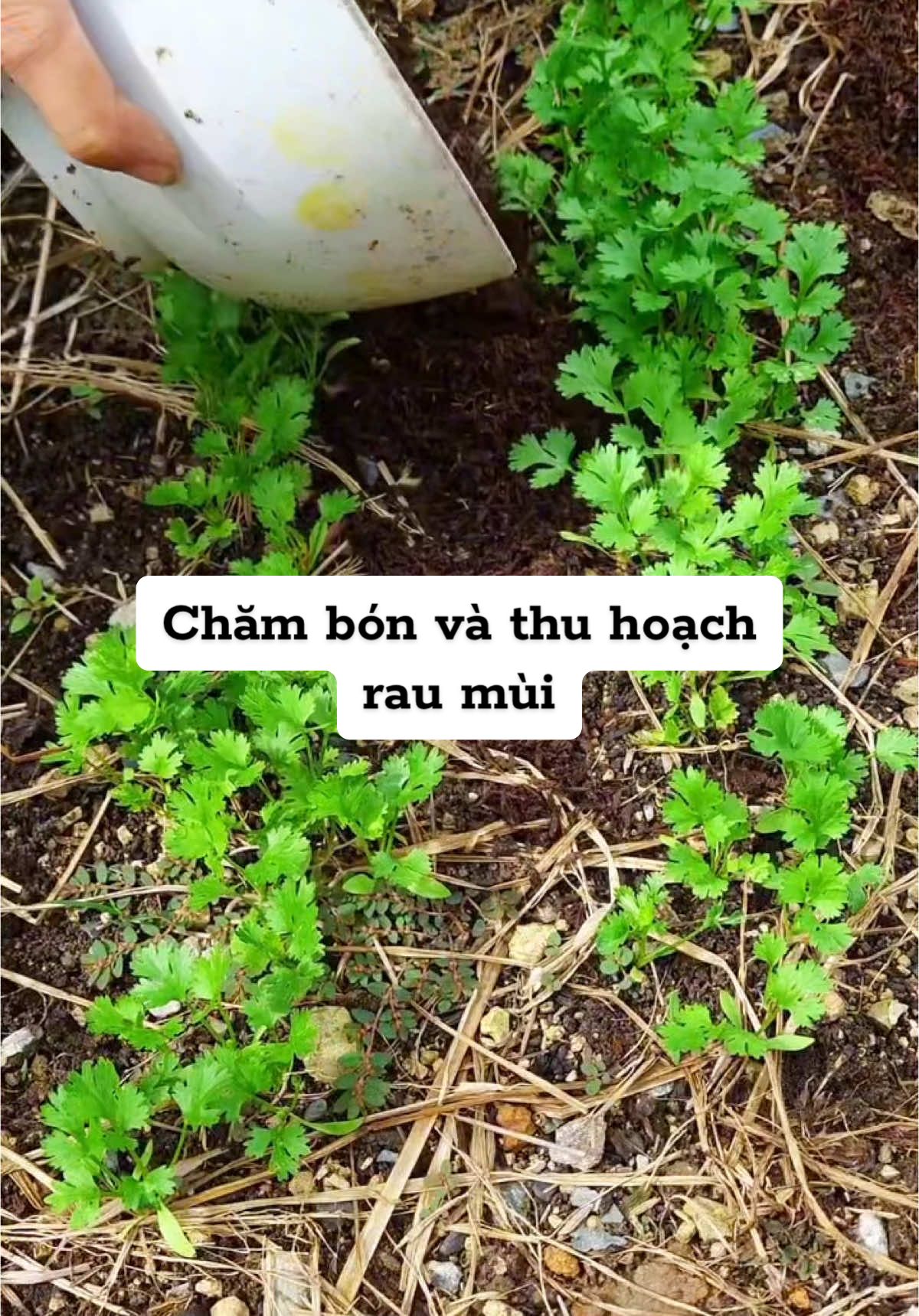 Ru mùi dễ trồng, lên nhanh,chăm bón dễ, ai mới trồng có thể thử nha mn #raucuqua #hatgiongtot #seeds #vegetables #hatgionggnn #CapCut 