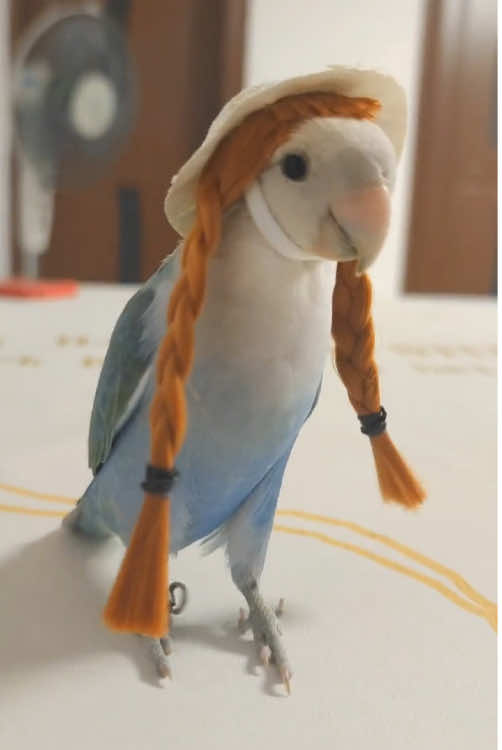 Parrots fashion show.#🥰🥰🥰 ##parrot #funnyvideos #funnyparrot #animals 