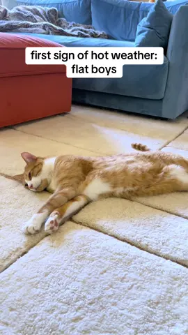 deflated 🥵#fyp #foryoupage #catsoftiktok #orangecat #losangeles 
