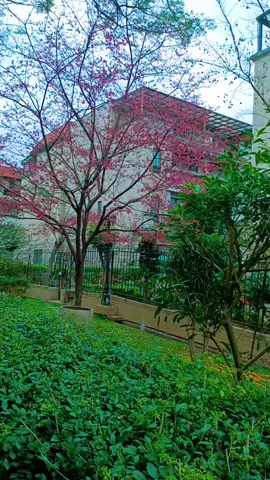 #Sakura flower #Formosa country 