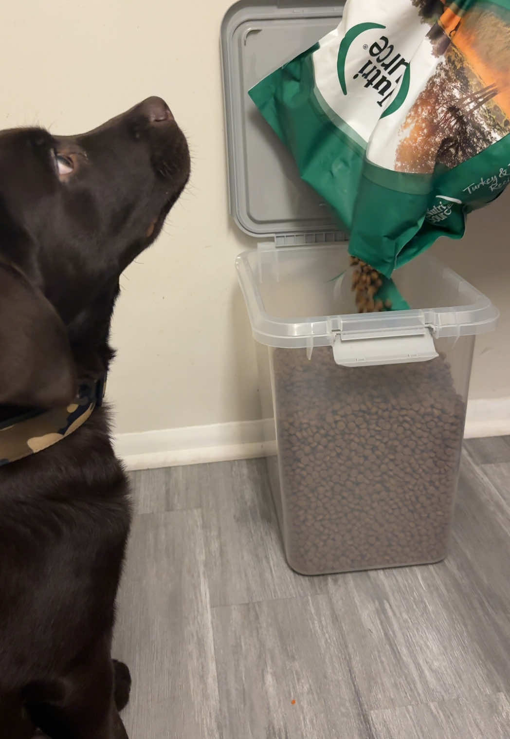He took too much at once then spent the 10 seconds trying not to choke🤣 We will try again next month! 🐾 #kibble #food #dogfood #puppy #mariokart #race #pups #funnydog #dogs 