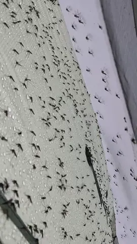 A friendly reminder that the worst mosquitoes in the world were encountered on our Nunavik expedition last summer. You can watch the full video of @ryguyoconnor and I getting eaten alive tomorrow at ~4pm 😃 #expedition #torngatmountains #mosquitos #documentary #nunavik