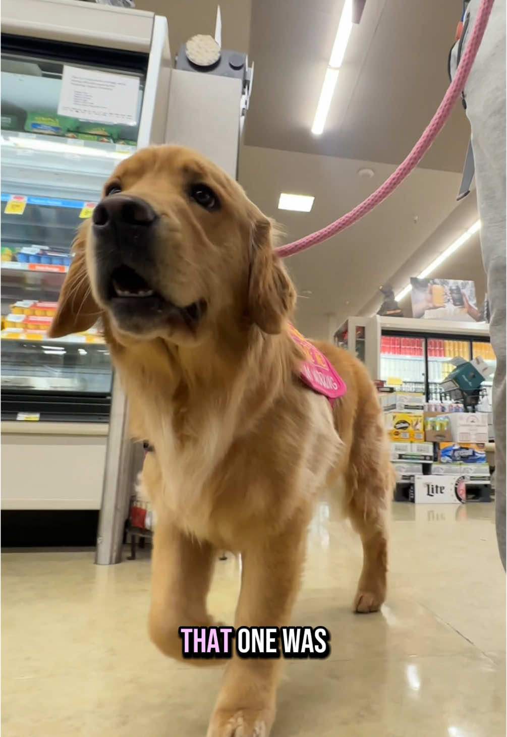 No tricking this nose  #goldenretriever #goldenretrieverlife #dog #dogsoftiktok #dogs #pet #petlover 