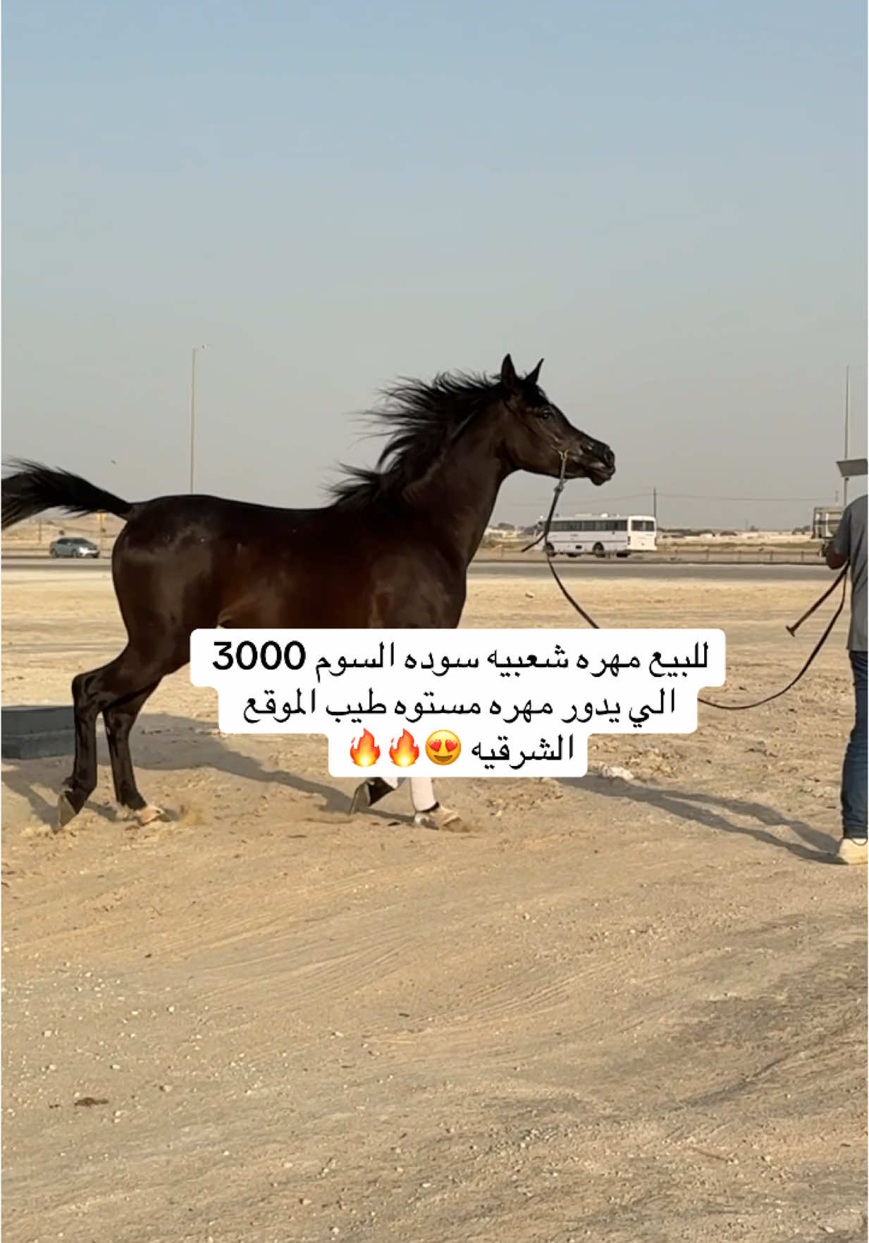 مزاده على برنامج الاصفر رابط ف البايو 💥