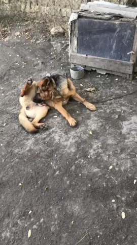 #собака #собаки #немецкаяовчарка #германия #dog #dogs #dogsoftiktok #рекомендации 