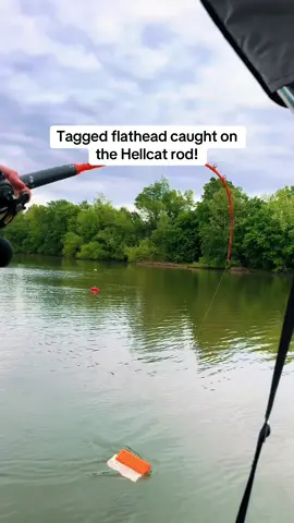 Rod bend, wild pull, and a surprise tag on this flathead. Ever caught a tagged cat?  #catchthefever #hellcat #flatheadcatfish #rodbend #taggedfish #catfishlife