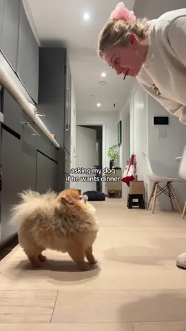 what do we think of the haircut? 🫣 #dog #pomeranian #dogsoftiktok #cutedog #cuteanimals #cute #funnydog #funnyvideo #funnyanimals #pet #PetsOfTikTok #fyp #keanu #dinner #Foodie 