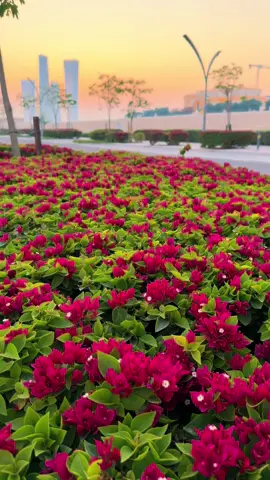 🩷 Qetaifan Island 🩷 #beautifulview #doha #dohaqatar #qatar #lusail #flowers #beautifulqatar #hiddengems #قطر #قطر🇶🇦 