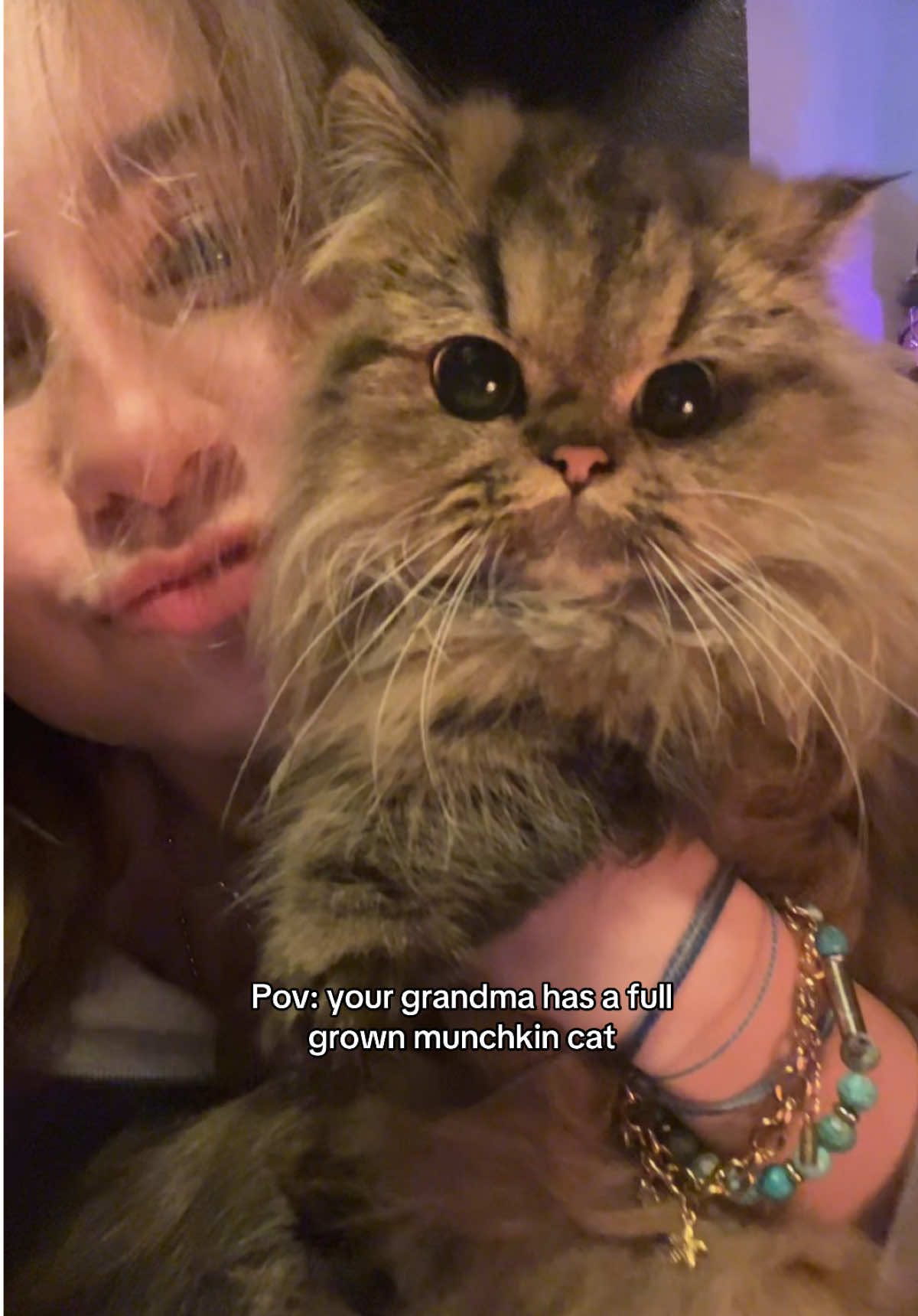 Everyone say hi to Miss Molly👑 #creatorsearchinsights #cat #cattiktok #catsoftiktok #munchkin #munchkincat 